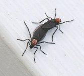 Lovebugs.jpg Lovebugs.jpg